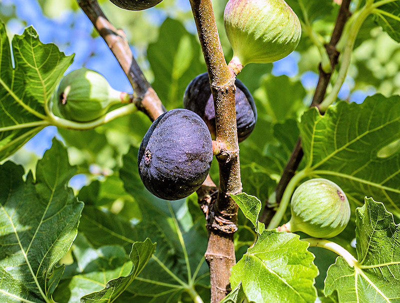 Bourjassotte Noire alias Violette de Sollies