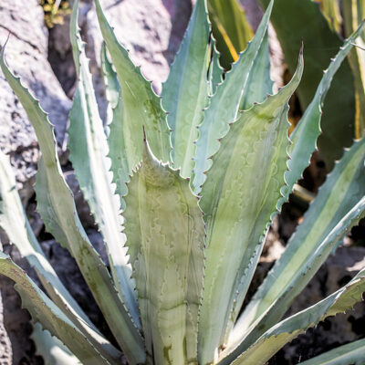 Agave americana Lemon Lime