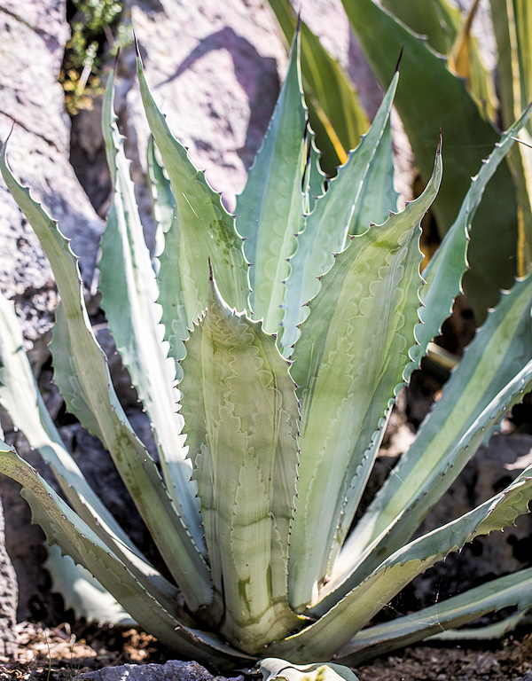 Agave americana Lemon Lime