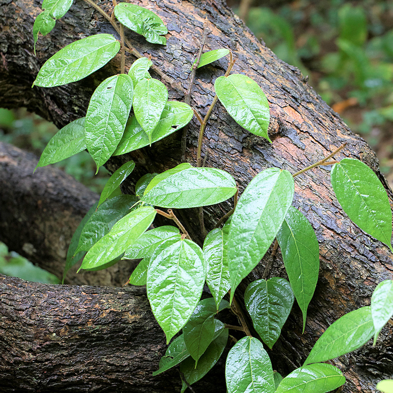 Ficus sarmentosa