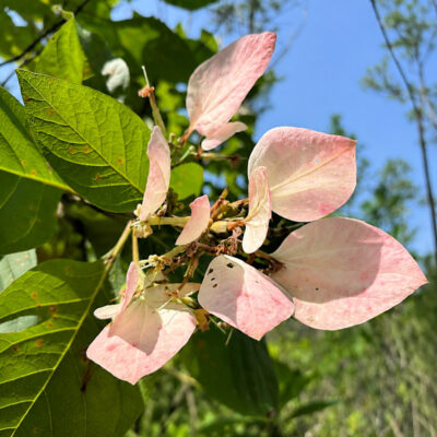 Pinckneya bracteata, Pinckneya pubens
