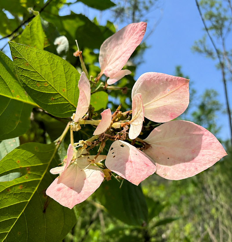 Pinckneya bracteata, Pinckneya pubens