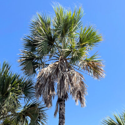 Sabal mexicana alias Sabal guatemalensis, palmetto du Mexique