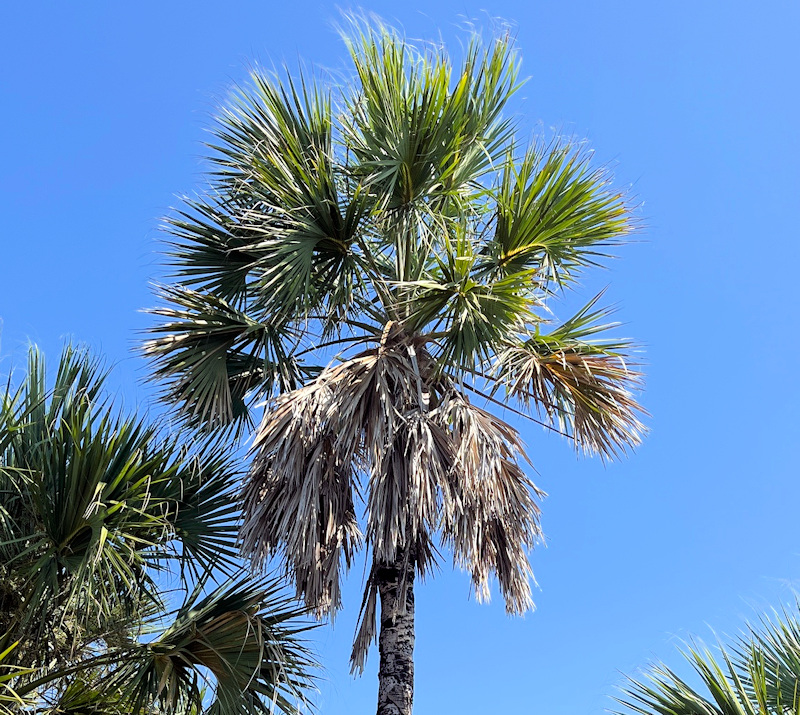 Sabal mexicana alias Sabal guatemalensis, palmetto du Mexique