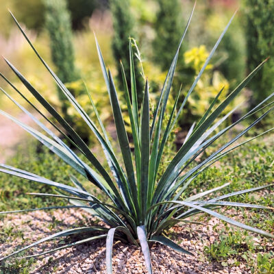 Yucca Katana, Yucca linearifolia x Yucca recurvifolia