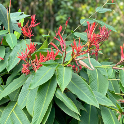 Canna paniculata