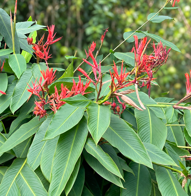 Canna paniculata