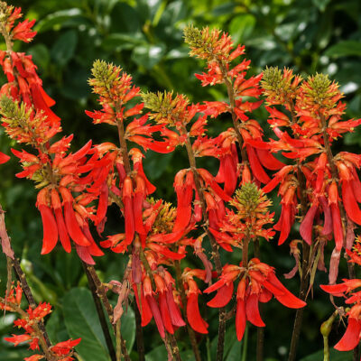 Erythrina humeana, érythrine crête de coq naine
