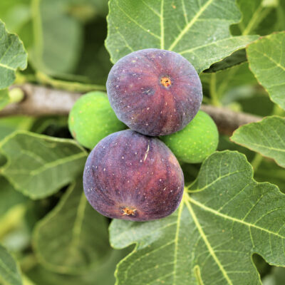 Figues Rouge de Bordeaux - Pastilière