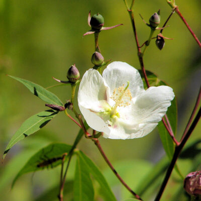 Fleur de Gossypium thurberi, cotonnier du désert
