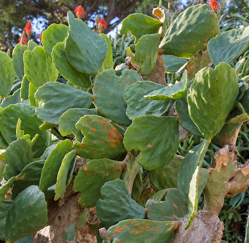 Opuntia undulata