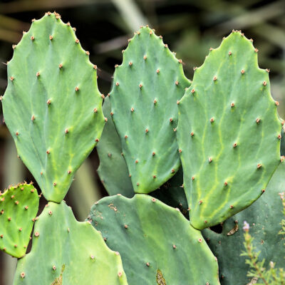 Opuntia gomei 'Old Mexico'
