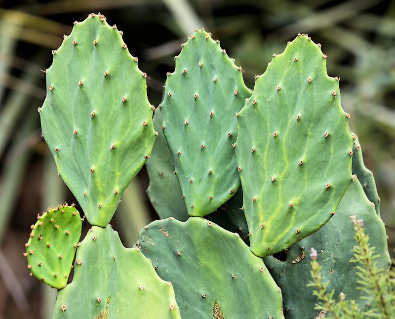 Opuntia gomei 'Old Mexico'