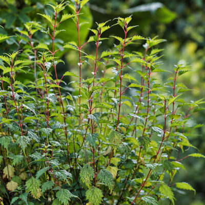 Boehmeria spicata, ramie en arbre, ramie arbustive, ramie en épi