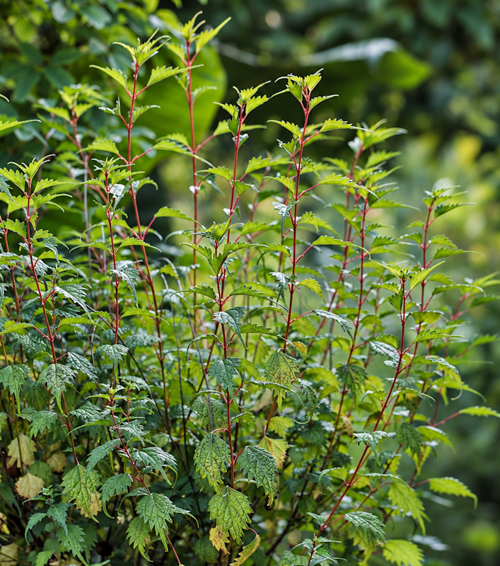 Boehmeria spicata, ramie en arbre, ramie arbustive, ramie en épi