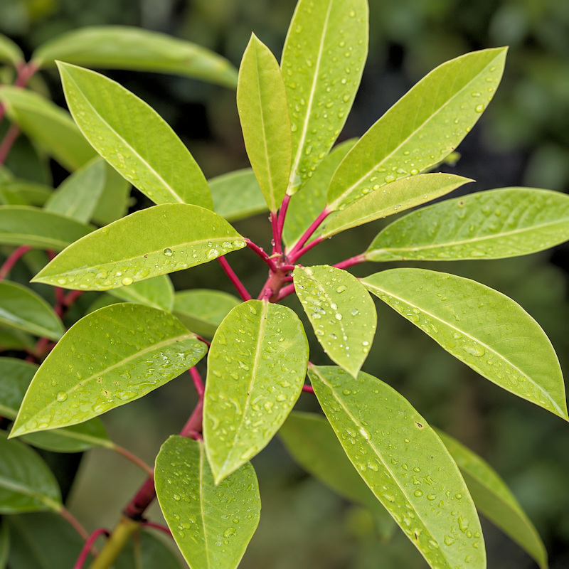 Daphniphyllum macropodum