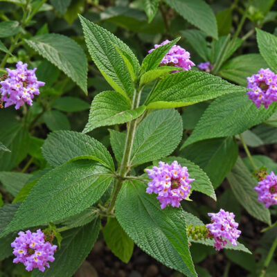 Floraison de Lantana trifolia