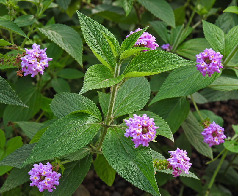 Floraison de Lantana trifolia