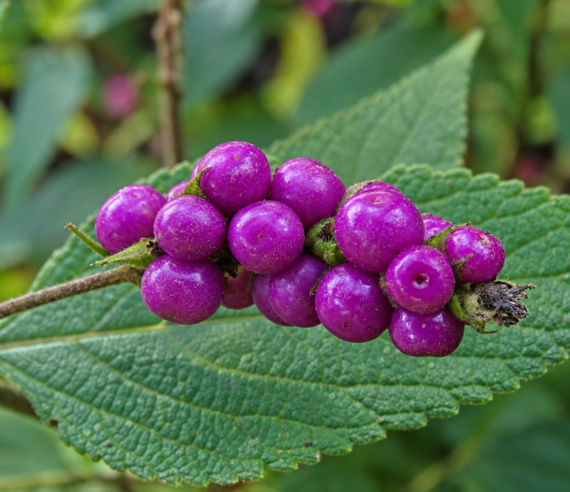 Baies de Lantana trifolia