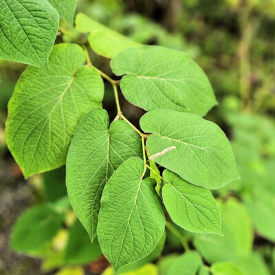 Piper sanctum , Piper auritum