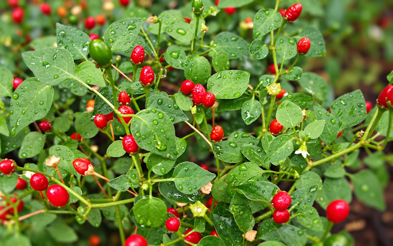Chiltepin, petit piment du désert, Capsicum annuum glabriusculum
