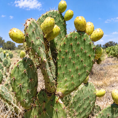 Opuntia 'Reyna' source : Inifap